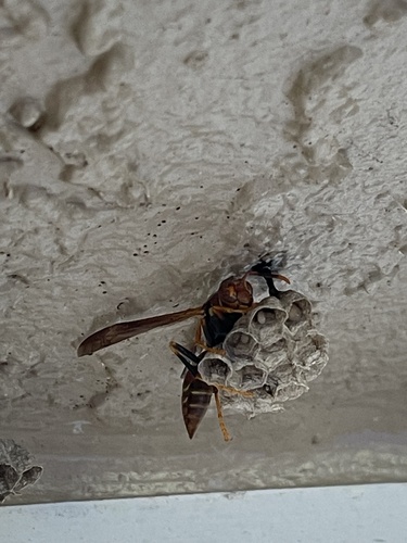 Bahamian Paper Wasp photo 4