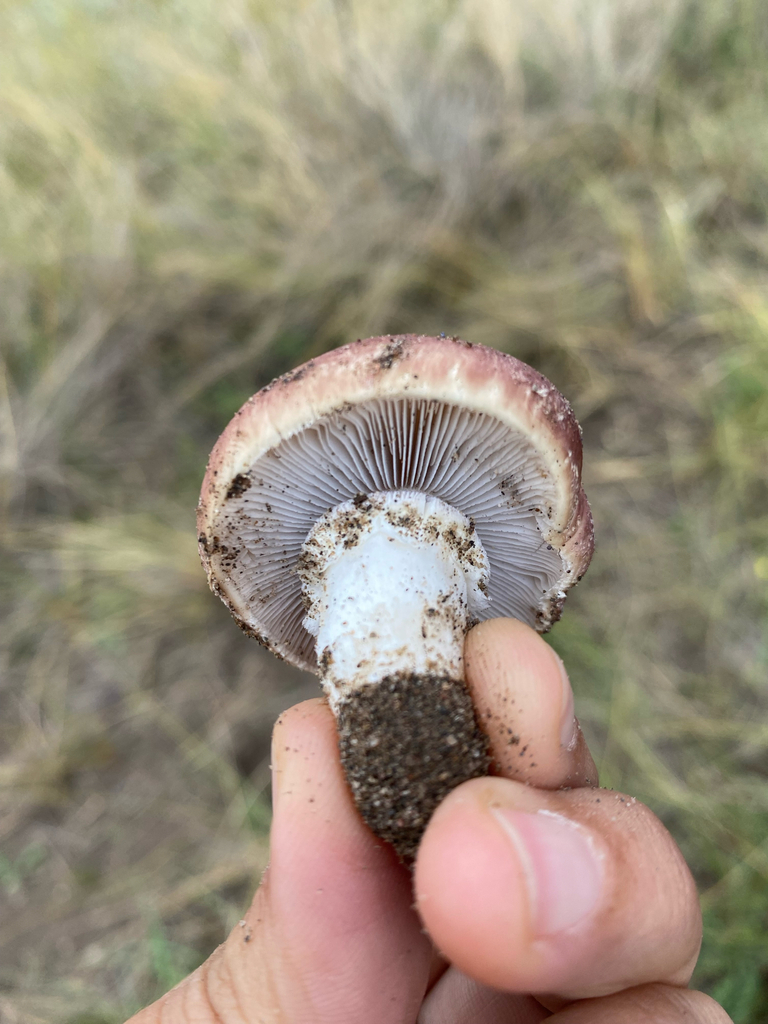 Stropharia rugosoannulata · March 2025 · photo: © tutitah (iNaturalist, cc0)