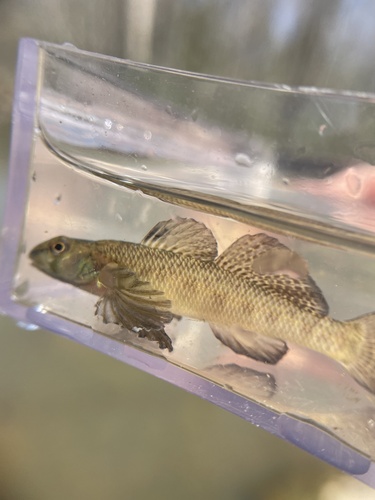 Southern Tessellated Darter