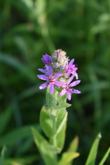 Lythrum salicaria