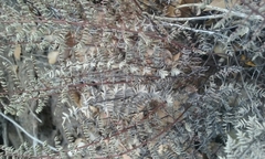 Pellaea mucronata mucronata