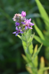 Lythrum salicaria