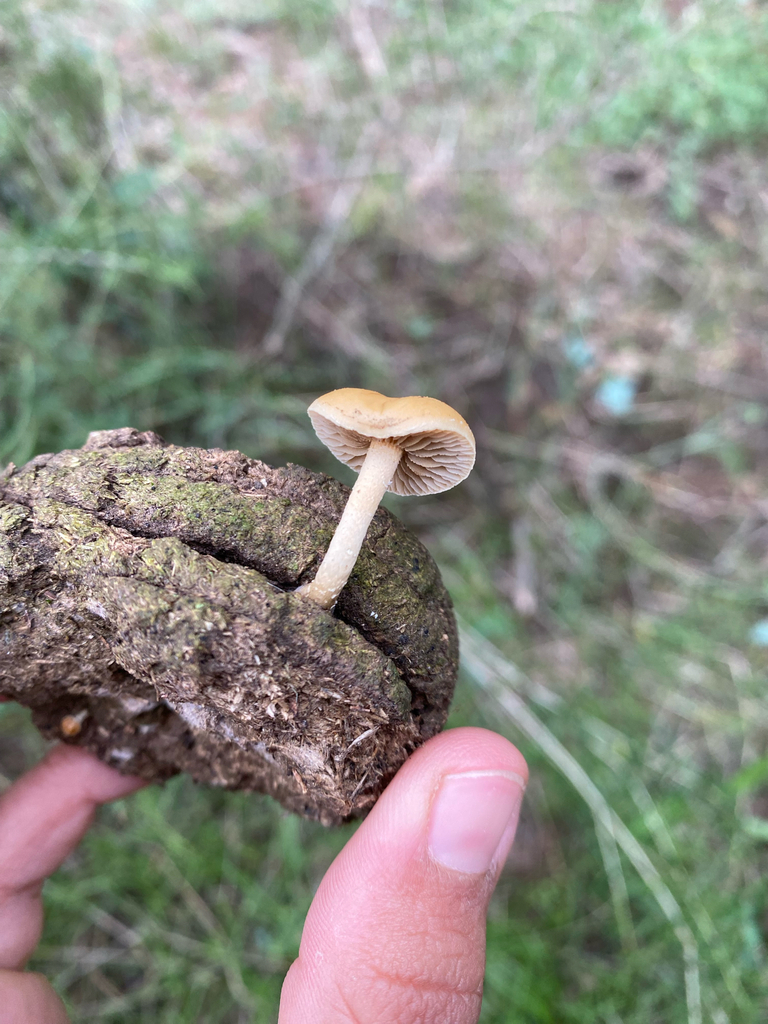 Agrocybe pediades · March 2025 · photo: © tutitah (iNaturalist, cc0)