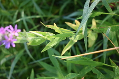 Lythrum salicaria