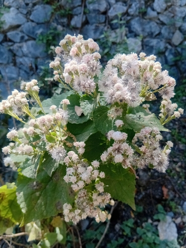 Ageratina petiolaris, photograph 3