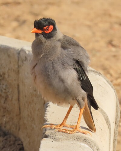 Bank Myna