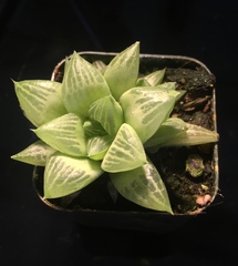 Haworthia retusa