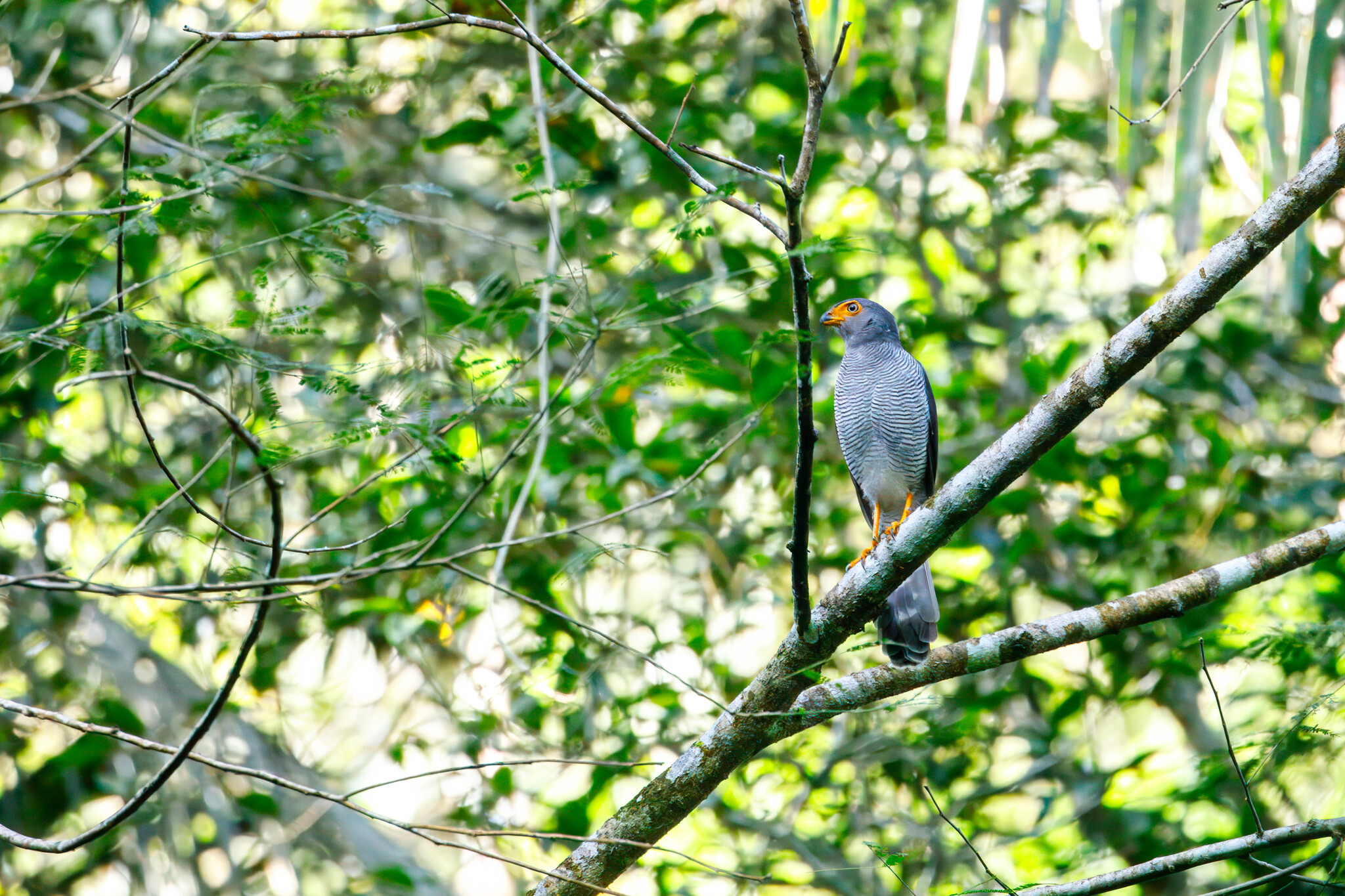 Barred Forest Falcon (Micrastur ruficollis), photo 9
