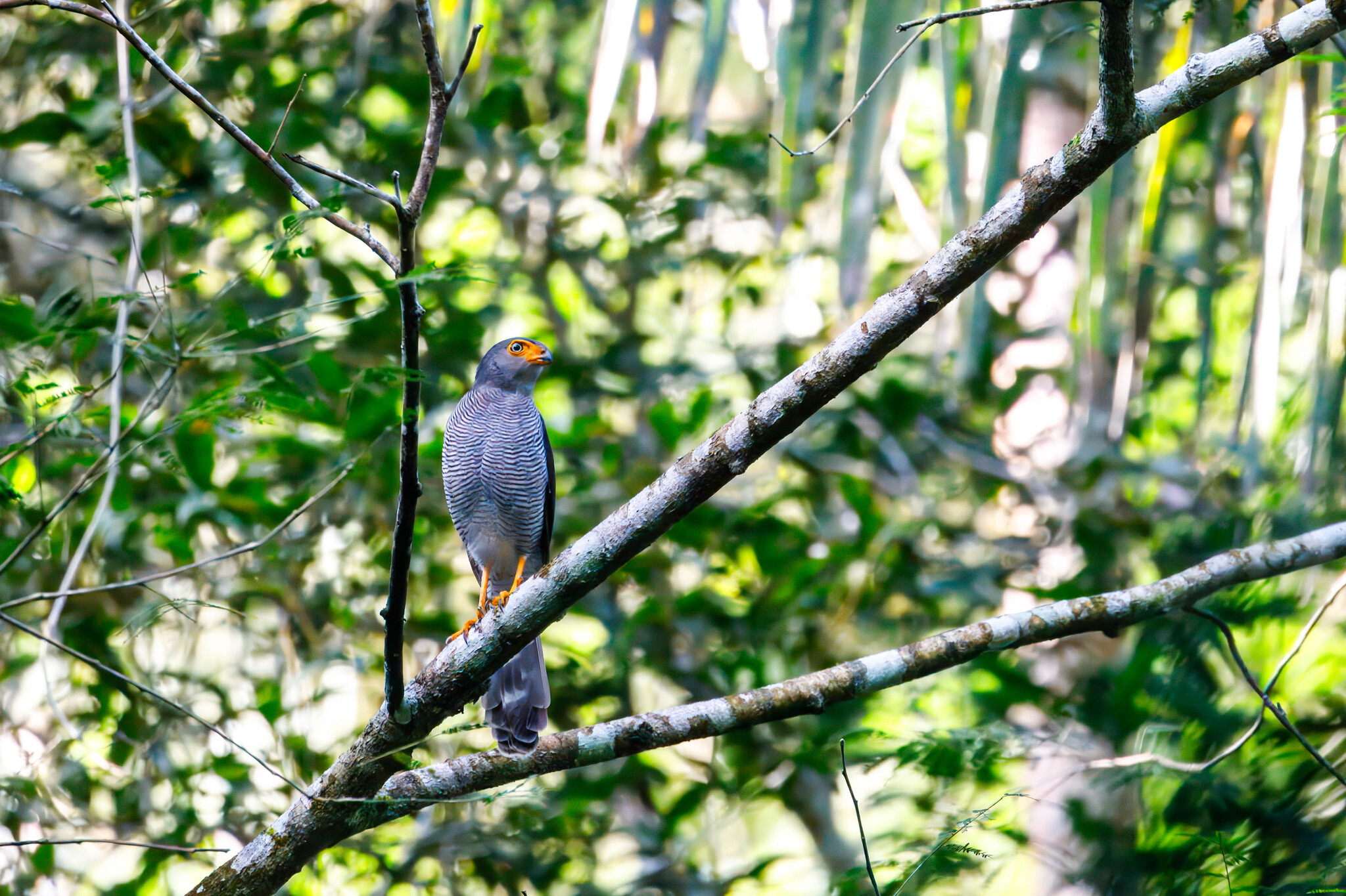 Barred Forest Falcon (Micrastur ruficollis), photo 10