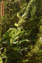 Solidago rigida