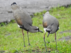 Vanellus chilensis