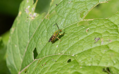 Agapostemon splendens