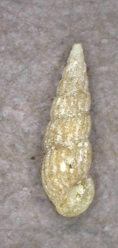 Pyramidelloides gracilis observed 2025-03-05
