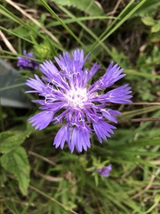 Stokesia laevis