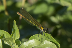 Calopteryx virgo
