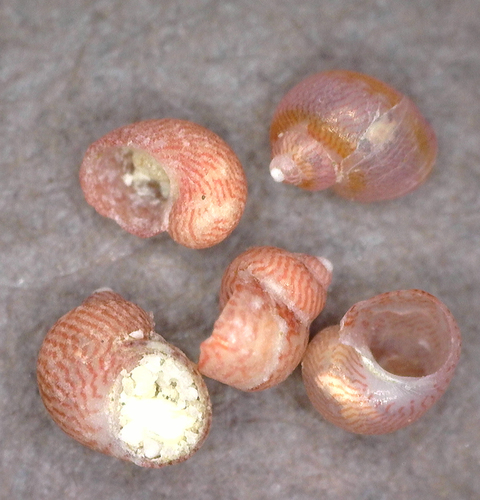 Hiloa variabilis observed 2025-03-05
