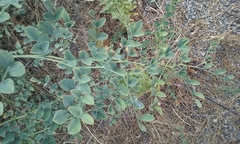 Hosackia crassifolia crassifolia