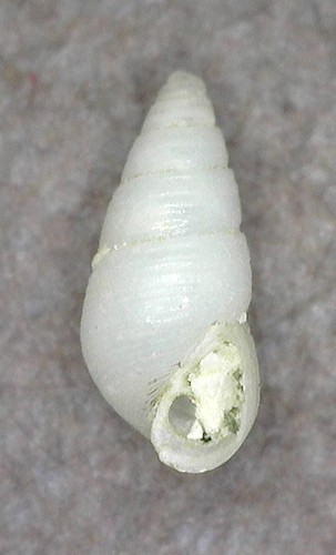 Odostomia stearnsiella observed 2025-03-05