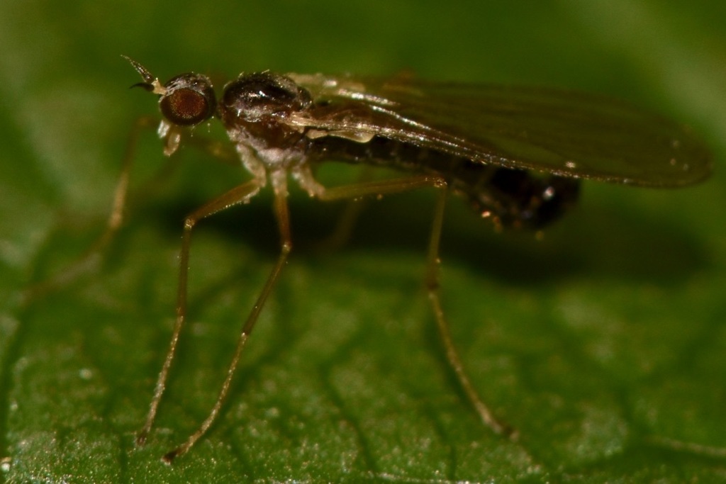 Brachystomatidae