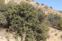 Quercus john-tuckeri