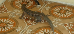 Tupinambis teguixin