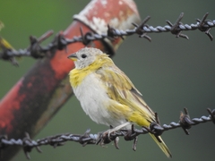 Sicalis flaveola