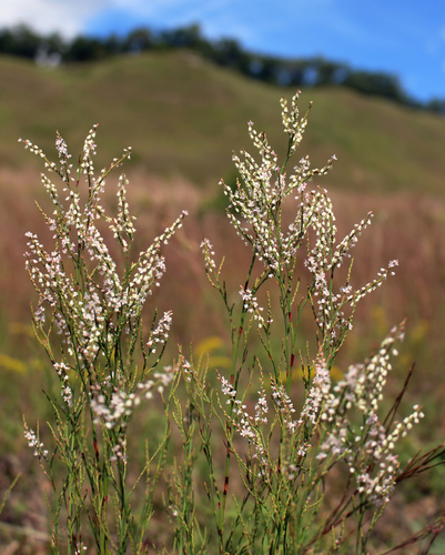 Coastal jointweed (Polygonella articulata)