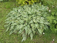 Pulmonaria saccharata