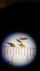 Rhynchospora cephalantha