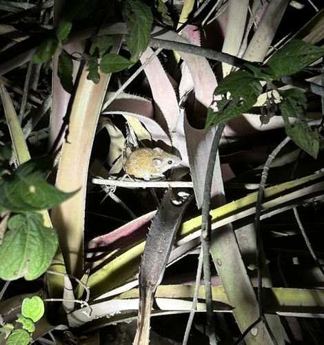 straw-colored pygmy rice rat (Oligoryzomys stramineus) — Least Concern Mammalia