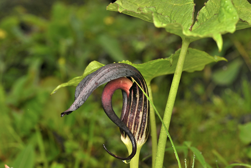 Arisaema elephas