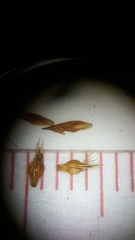 Rhynchospora cephalantha