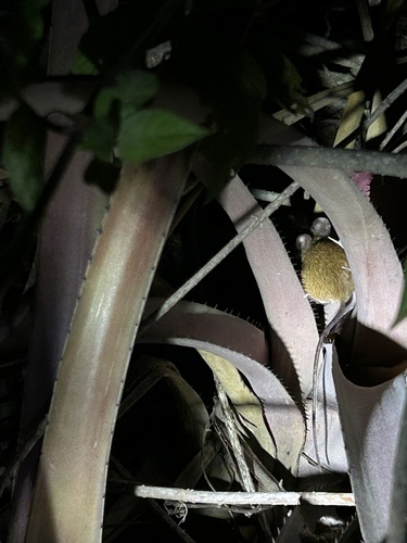 Straw-colored Colilargo
