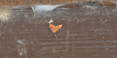 Udea profundalis