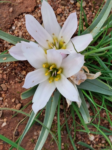 Colchicum gramineum