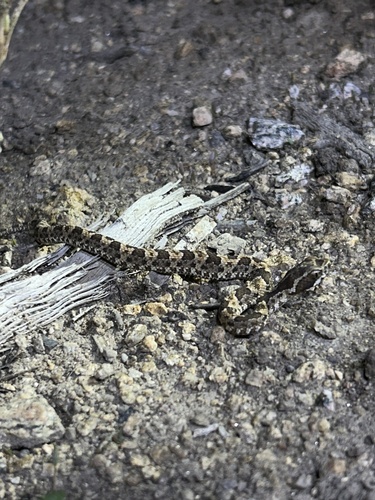 Caatinga Lancehead