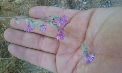 Lessingia leptoclada