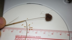 Rhynchospora cephalantha