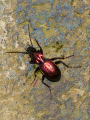 Pterostichus rutilans