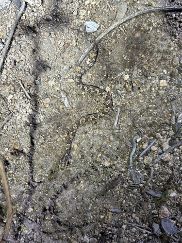 Caatinga Lancehead