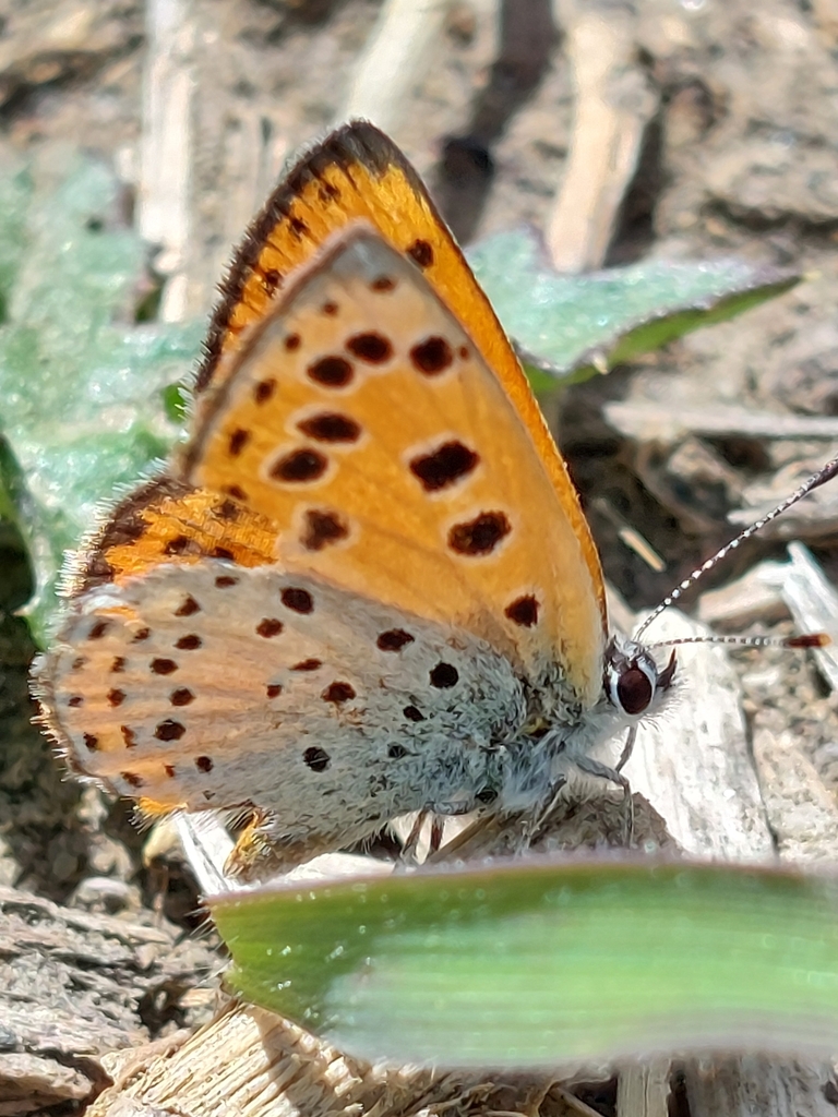 Lycaena phoebus