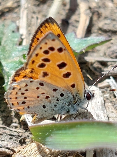 Lycaena phoebus