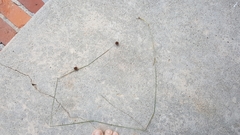 Rhynchospora cephalantha