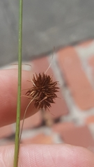 Rhynchospora cephalantha