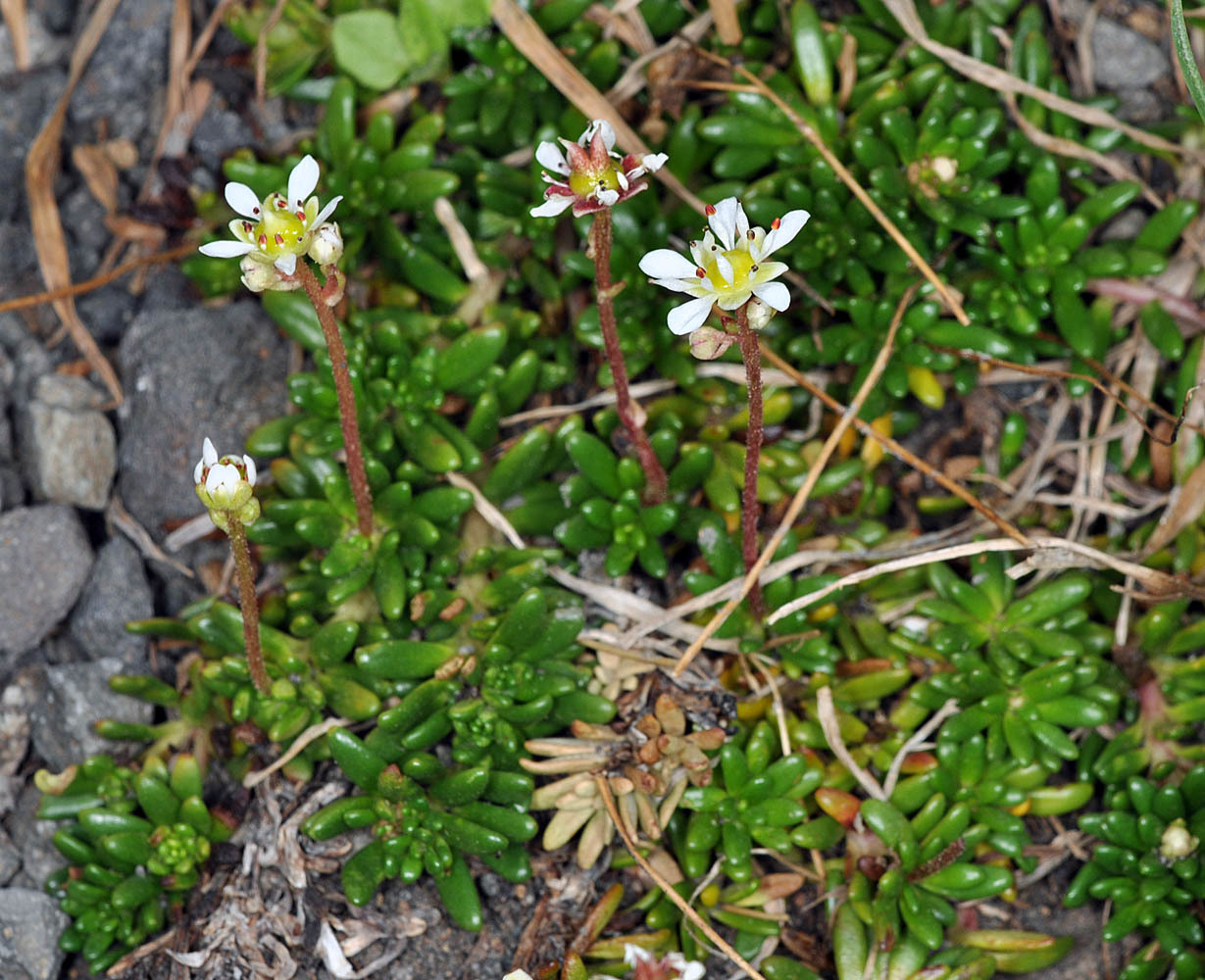 Micranthes tolmiei