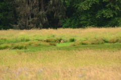 Odocoileus virginianus leucurus