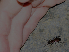 Pterostichus rutilans