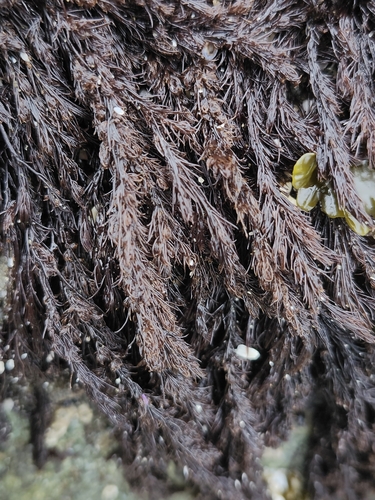 Image of Neorhodomela larix by (c) Lisa Zhang, some rights reserved (CC BY)