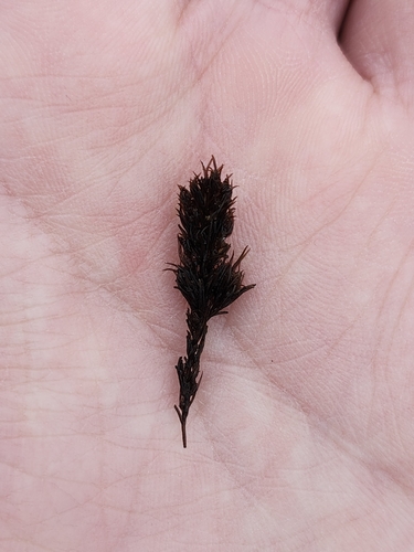 Image of Neorhodomela larix by (c) Lisa Zhang, some rights reserved (CC BY)
