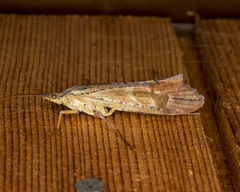 Nemotaulius hostilis